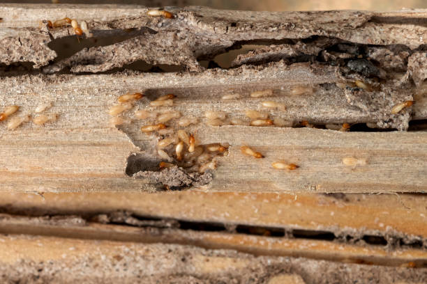 Best Mosquito Control Services  in Poolesville, MD